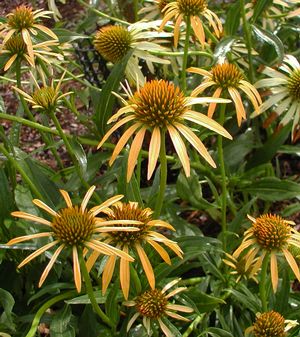 paint ideas for a teens Related wikiwhat is sunscald in hydrangeas