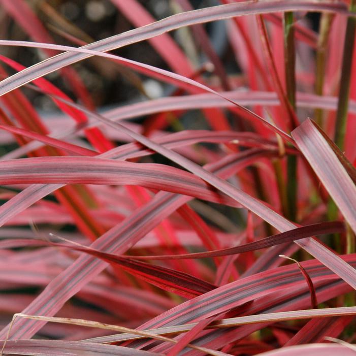 fireworks pennisetum