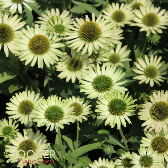 green jewel echinacea