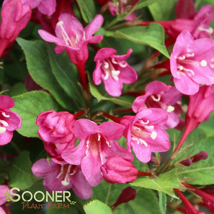 Weigela Sonic Bloom Pure Pink