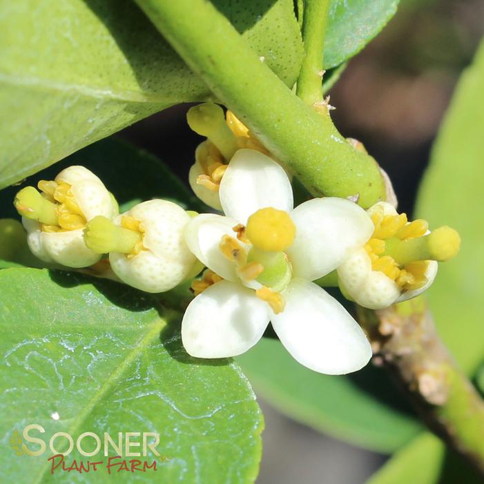 Mexican Lime Bush Buy Online, Best Prices