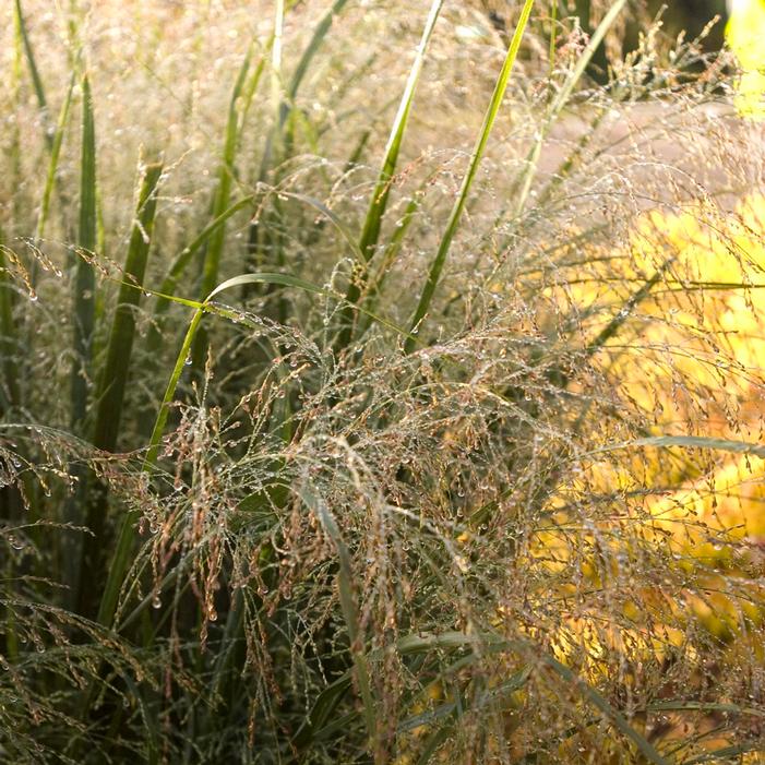 Northwind Grass