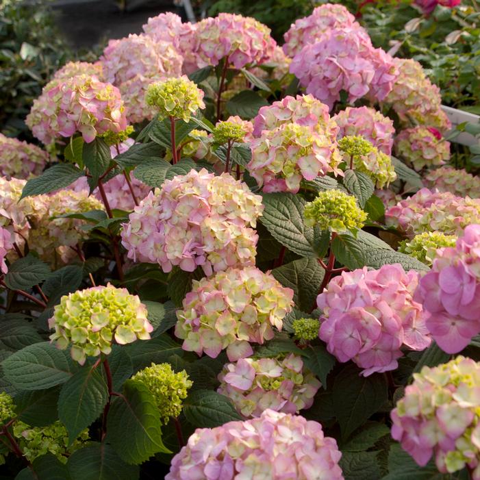 thumbnail image 2 of Endless Summer Bloomstruck Hydrangea – 1 Gallon Potted Plant, Pink Or Purple Flowers 2 of 9