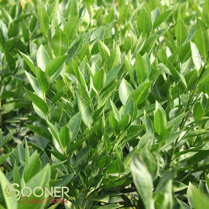 Orange Frost™ Satsuma Bush Sooner Plant Farm
