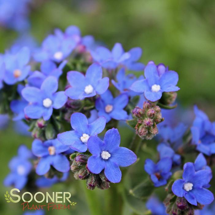 Anchusa capensis 'Blue Angel' BUGLOSS BLUE ANGEL FORGET