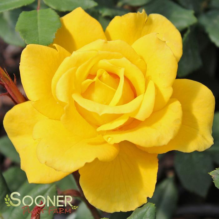 Aromatic / Fragrant Flower 1ft 'Henry Fonda' Hybrid Tea Rose Yellow Garden Plant Bush Shrub