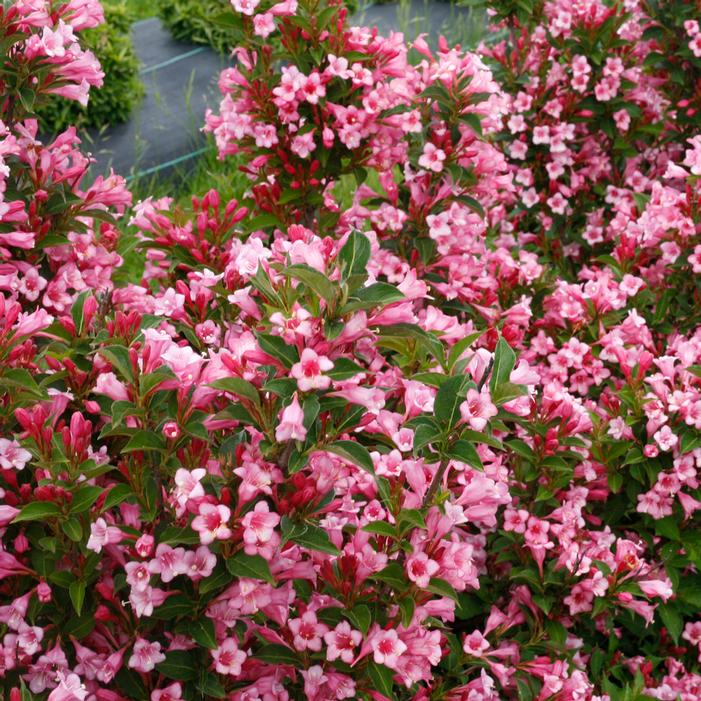 Sonic Bloom® Pure Pink Weigela