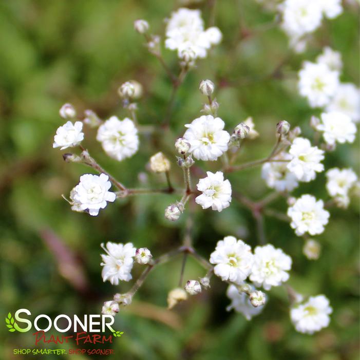 Baby's Breath (Gypsophila) - White