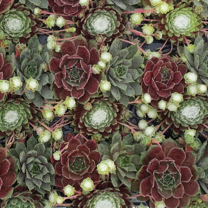 Berry Blues Chick Charms Sempervivum 5 inches