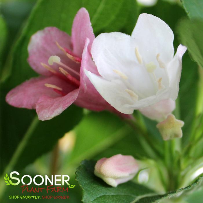 Sonic Bloom® Pure Pink Weigela