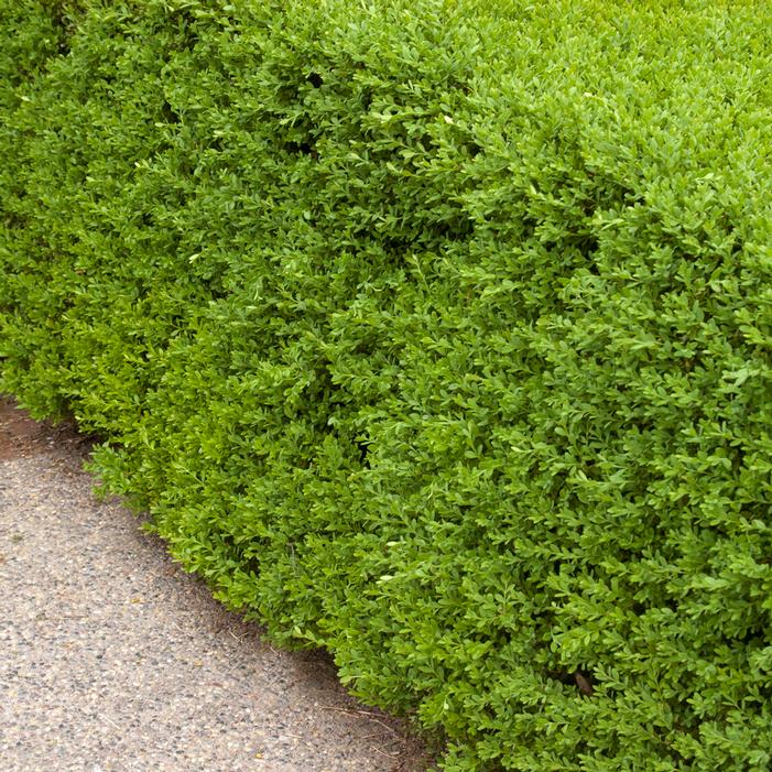 Baby Gem™ Boxwood - Southern Living Plants