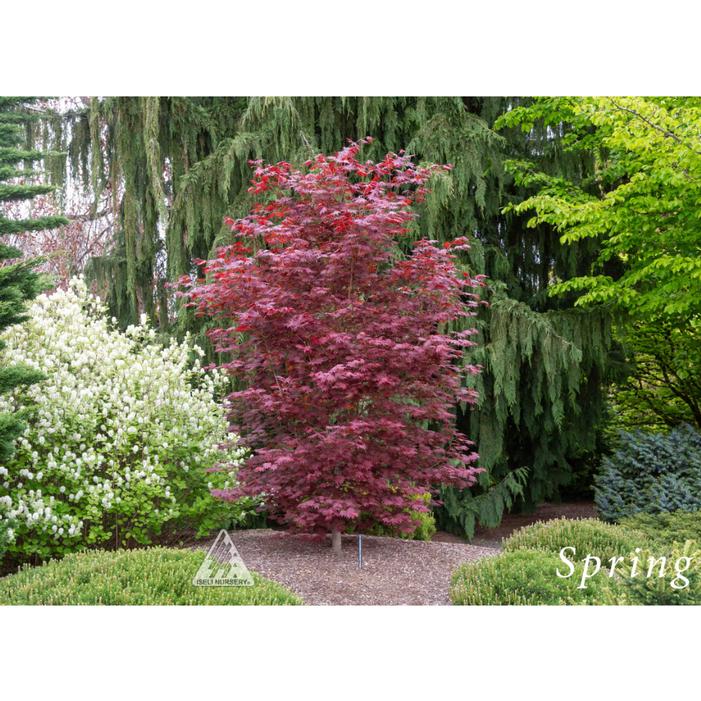 Maple treeブラック38 Alpenglow Maple | Hybrid Trees with Dramatic Foliage
