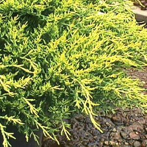 Juniperus chinensis pfitzeriana 'Gold Lace' JUNIPER 'GOLD LACE' from Sooner Plant Farm