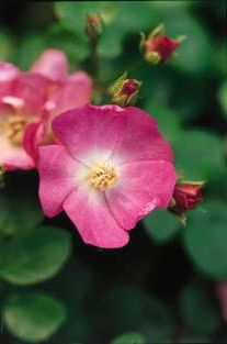 Rosa  'BAIpome' ROSE EASY ELEGANCE PINK GNOME from Sooner Plant Farm