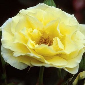 Rosa  'BAIine' ROSE EASY ELEGANCE YELLOW SUBMARINE from Sooner Plant Farm