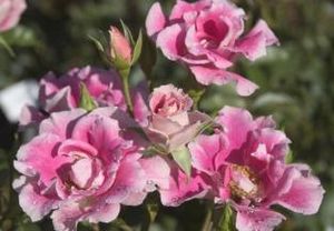 Rosa  'BAIface' ROSE EASY ELEGANCE FUNNY FACE from Sooner Plant Farm