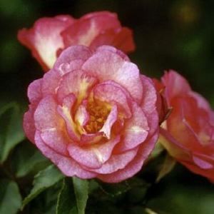 Rosa  'BAIset' ROSE EASY ELEGANCE SUNRISE SUNSET from Sooner Plant Farm