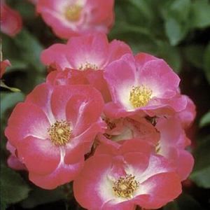 Rosa  'BAIcker' ROSE EASY ELEGANCE FIRECRACKER from Sooner Plant Farm