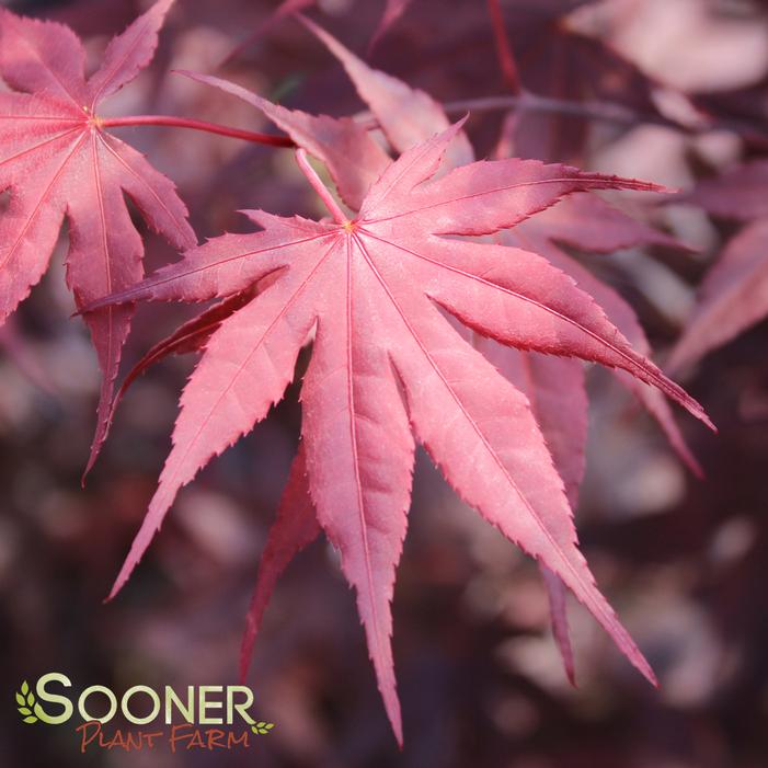 japanese maple bloodgood growth rate. JAPANESE MAPLE #39;BLOODGOOD#39;