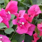 Bougainvillea "Barbara Karst" Thumbnail