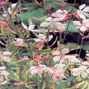 Gaura lindheimeri Thumbnail