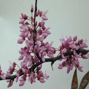 Cercis canadensis "Eastern Redbud" Thumbnail