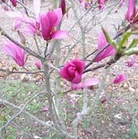 Magnolia "Betty" Thumbnail