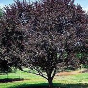 Prunus cerasifera "Newport" Thumbnail