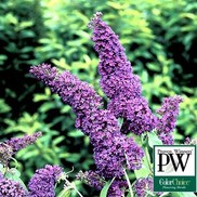 Buddleia davidii "Pyrkeep" Thumbnail