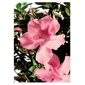 Rhododendron hybrid "Roblel" Thumbnail