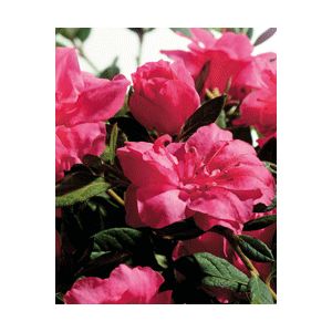 Rhododendron hybrid "Conlea" Thumbnail