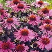 Echinacea purpurea "Magnus" Thumbnail
