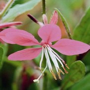 Gaura "Karalee Petite Pink" Thumbnail