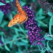 Buddleia davidii "Nanho Purple" Thumbnail