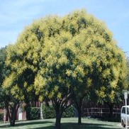 Koelreuteria paniculata Thumbnail