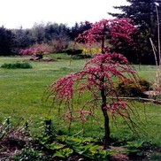 Cercis canadensis "Covey" Thumbnail
