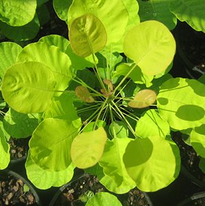 Cotinus coggygria "ancot" Thumbnail