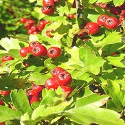 Crataegus phaenopyrum "Washington Hawthorn" Thumbnail
