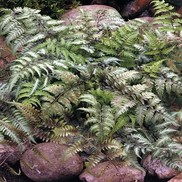 Athryrium niponicum "Pictum" Thumbnail