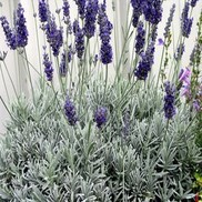 Lavandula "Sawyers" Thumbnail