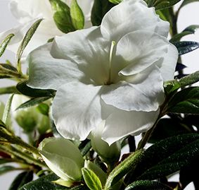 Rhododendron hybrid "Rebler" Thumbnail
