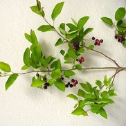 Amelanchier arborea x grandiflora "Autumn Brilliance" Thumbnail