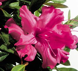 Rhododendron hybrid "Roblef" Thumbnail