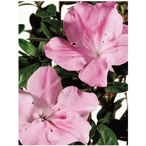 Rhododendron hybrid "Robleja" Thumbnail