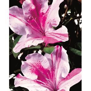 Rhododendron hybrid "Conlep" Thumbnail