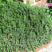 Cotoneaster adpressus "Tom Thumb" Thumbnail