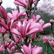 Magnolia "Ann" Thumbnail