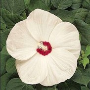 Hibiscus "Luna" Thumbnail