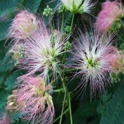 Albizia julibrissin Thumbnail