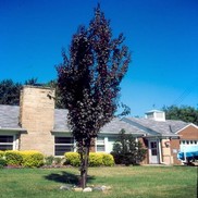 Prunus cerasifera "Cripoizam" Thumbnail